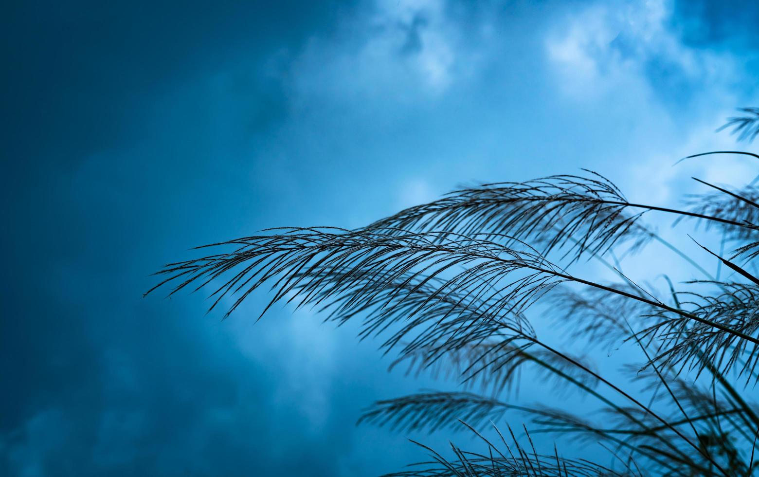 flores de grama no fundo desfocado do céu azul e nuvens. abstrato de inverno. imaginação e fundo esperançoso. deprimido emocional e sentir fundo azul. flor de grama no Prado. foto