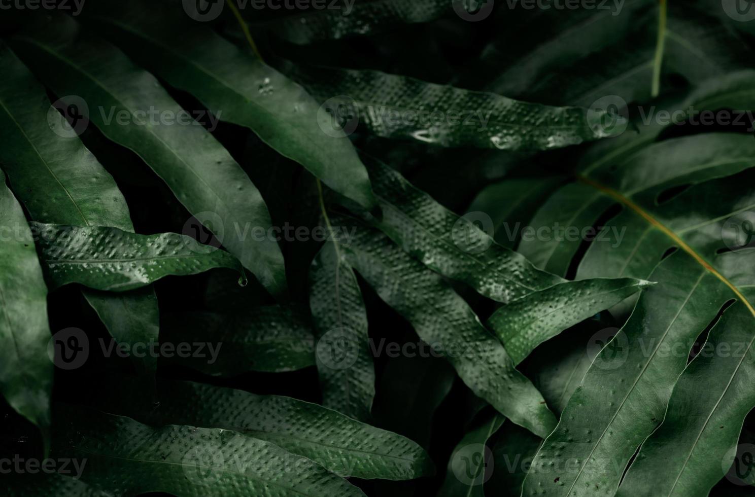 folhas verdes escuras com gotas de água no jardim. textura de folha verde. abstrato da natureza. floresta tropical. acima vista de folhas verdes escuras com padrão natural à noite. planta tropical. foto