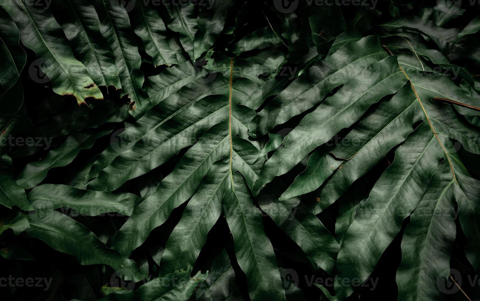 folhas verdes escuras no jardim. luz na textura de folha verde. abstrato da natureza. floresta tropical. acima vista de folhas verdes escuras com padrão natural. planta tropical para papel de parede. vegetação. foto
