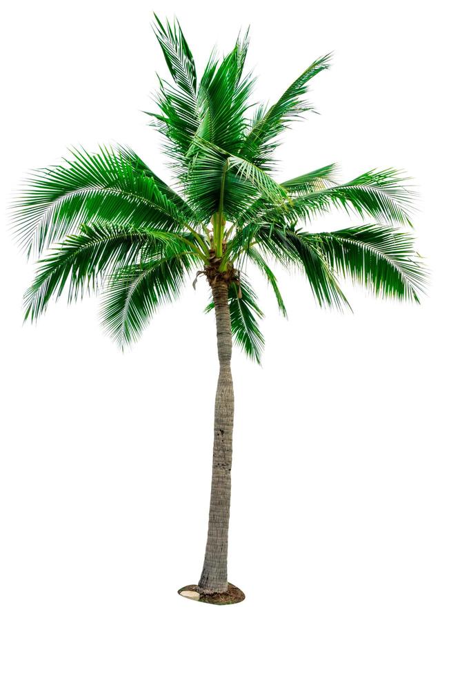 coqueiro isolado no fundo branco com espaço de cópia. usado para arquitetura decorativa publicitária. conceito de verão e praia. palmeira tropical. foto