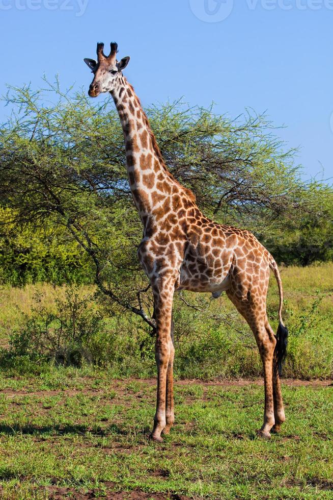 girafa na savana. Safari em Serengeti, Tanzânia, África foto