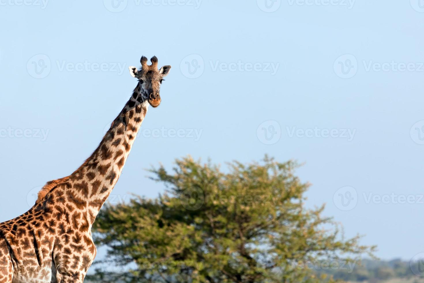 girafa na savana. Safari em Serengeti, Tanzânia, África foto