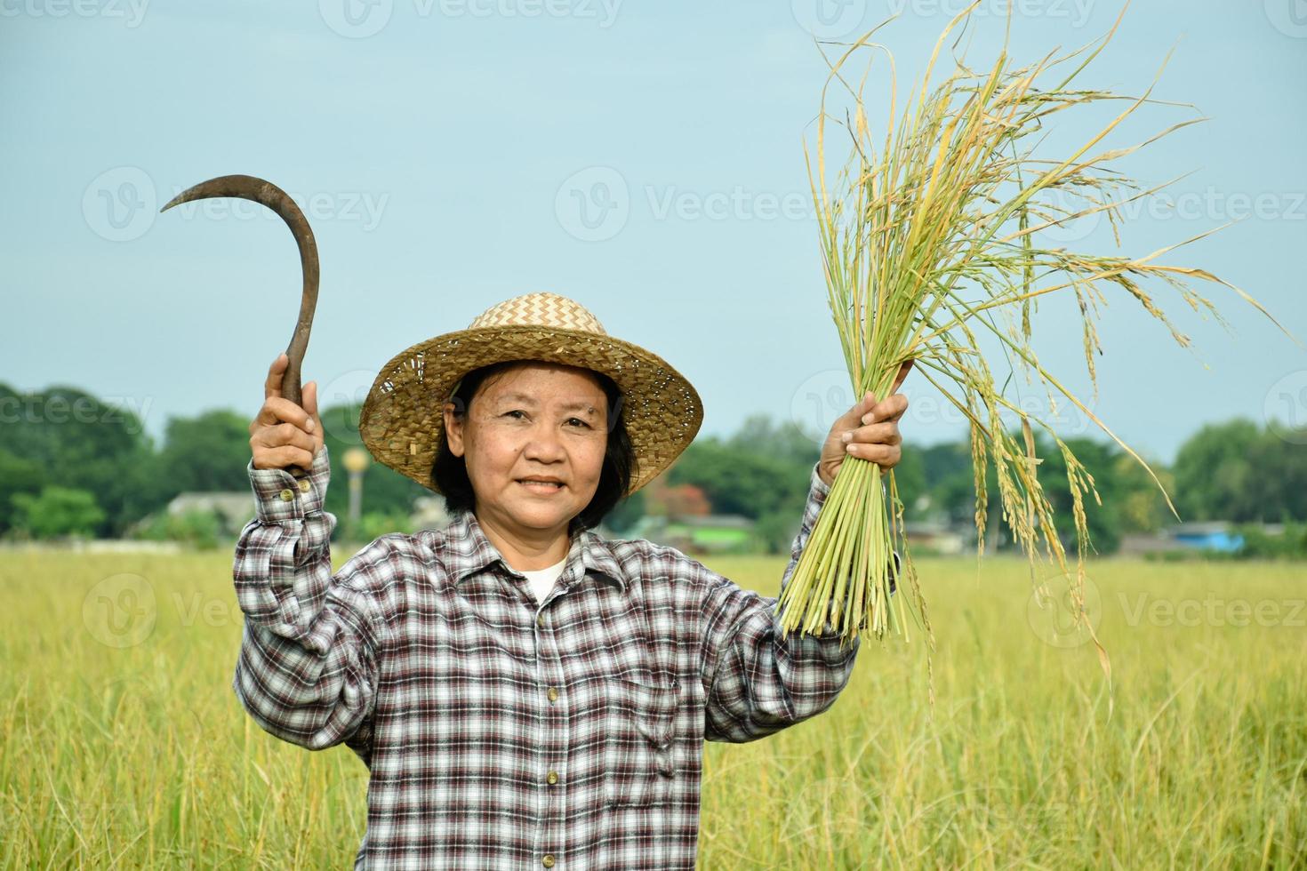 retrato de idosa asiática segura foice e orelhas de arroz no meio do campo de arroz em casca, foco suave e seletivo, conceito de aposentadoria feliz na vida diária. foto