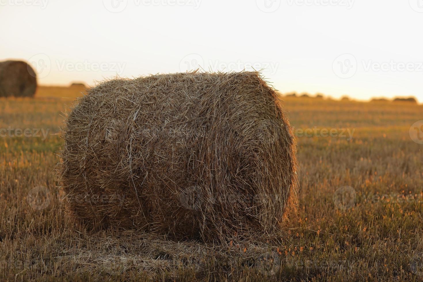 fardos de palha de feno de trigo empilhados em uma pilha no campo de restolho em uma noite de verão. fardos de palha em terras agrícolas com céu azul nublado foto