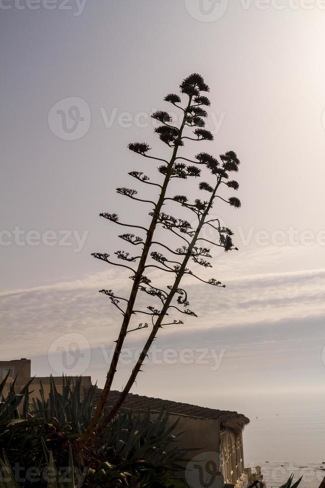 agave na costa rochosa foto