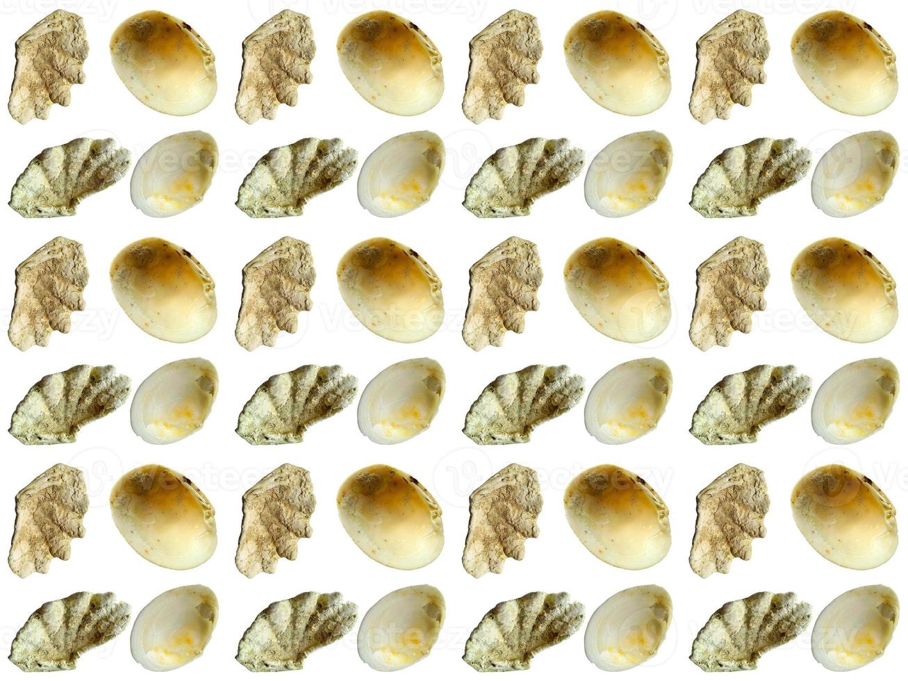 padrão de moluscos em um fundo branco foto
