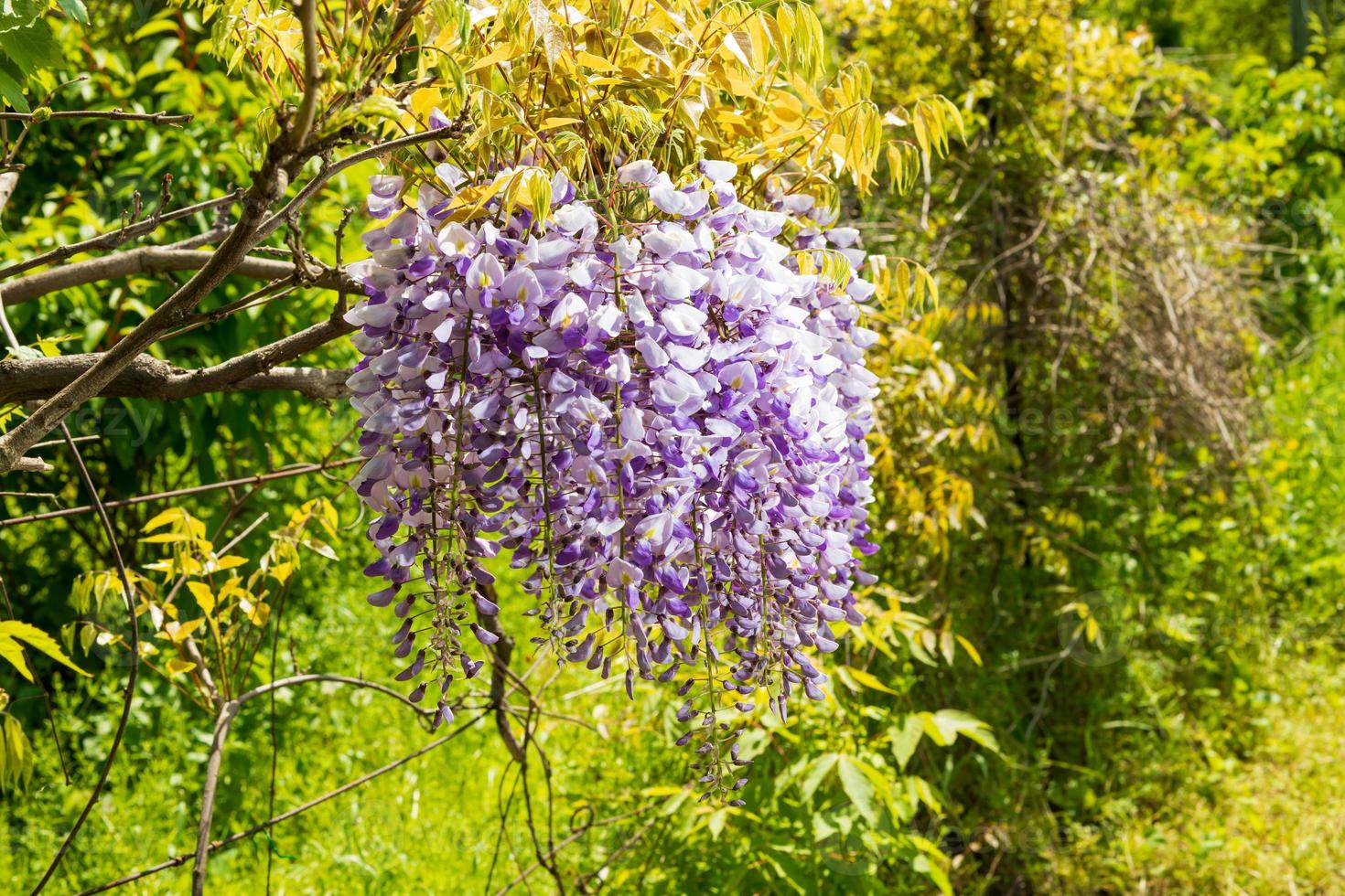 primavera flor rosa visteria no jardim foto