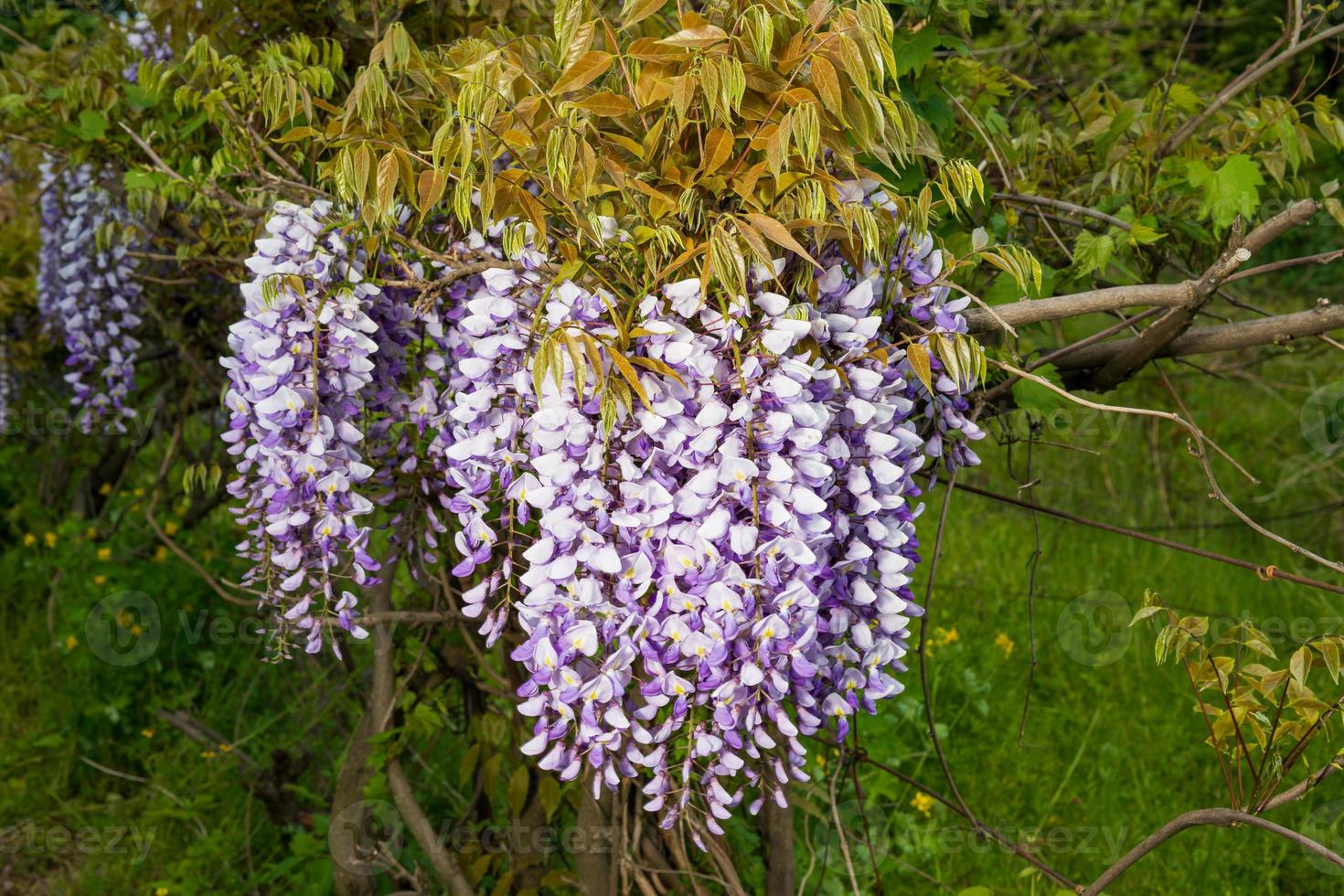 primavera flor rosa visteria no jardim foto