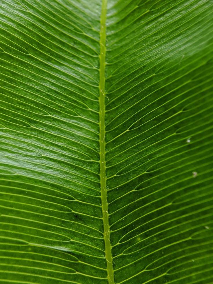 fotos macro, belas texturas, detalhes de plantas verdes selvagens únicas