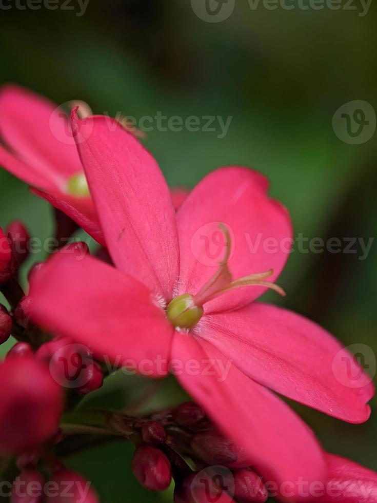 fotografia macro, pequenas lindas flores vermelhas foto