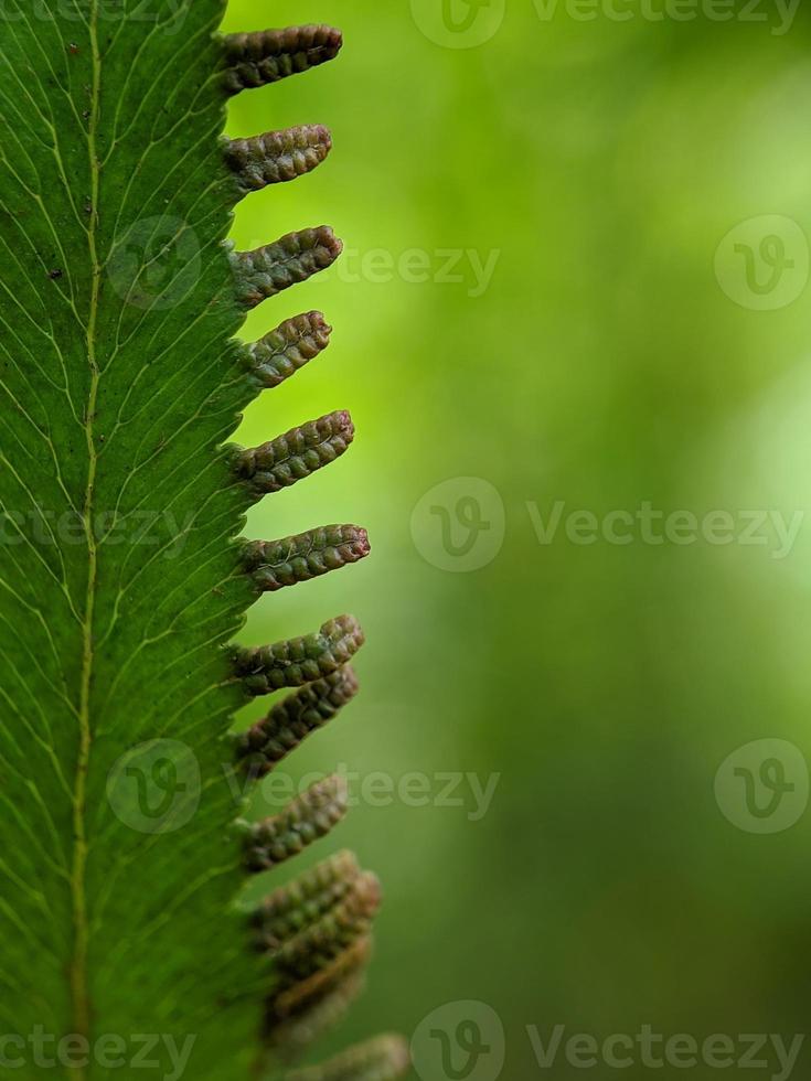 close-up foto, vegetação selvagem, bela foto de fundo