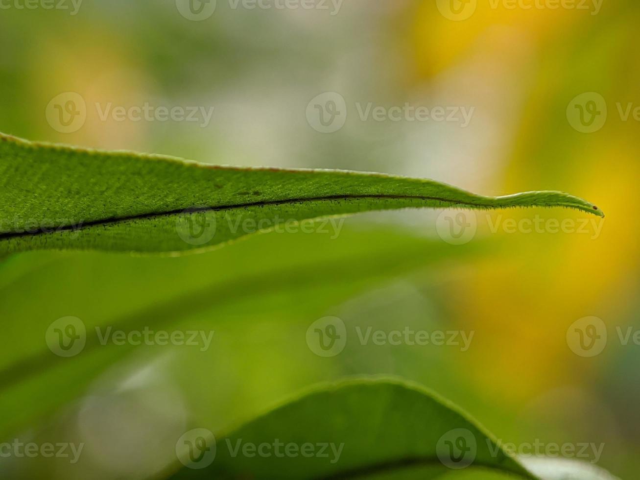 foto macro de folhas de plantas selvagens, fotos frescas e bonitas, plano de fundo