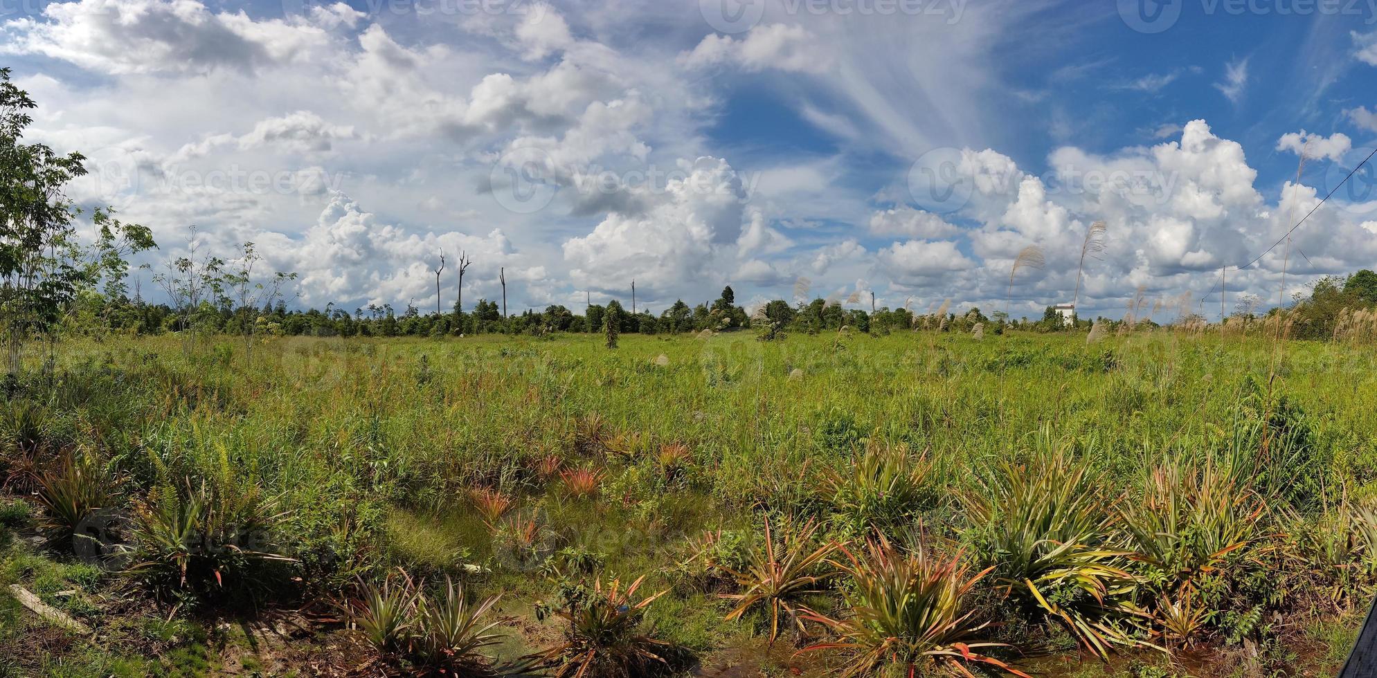 belas paisagens na área do pântano, kalimantan, indonésia foto