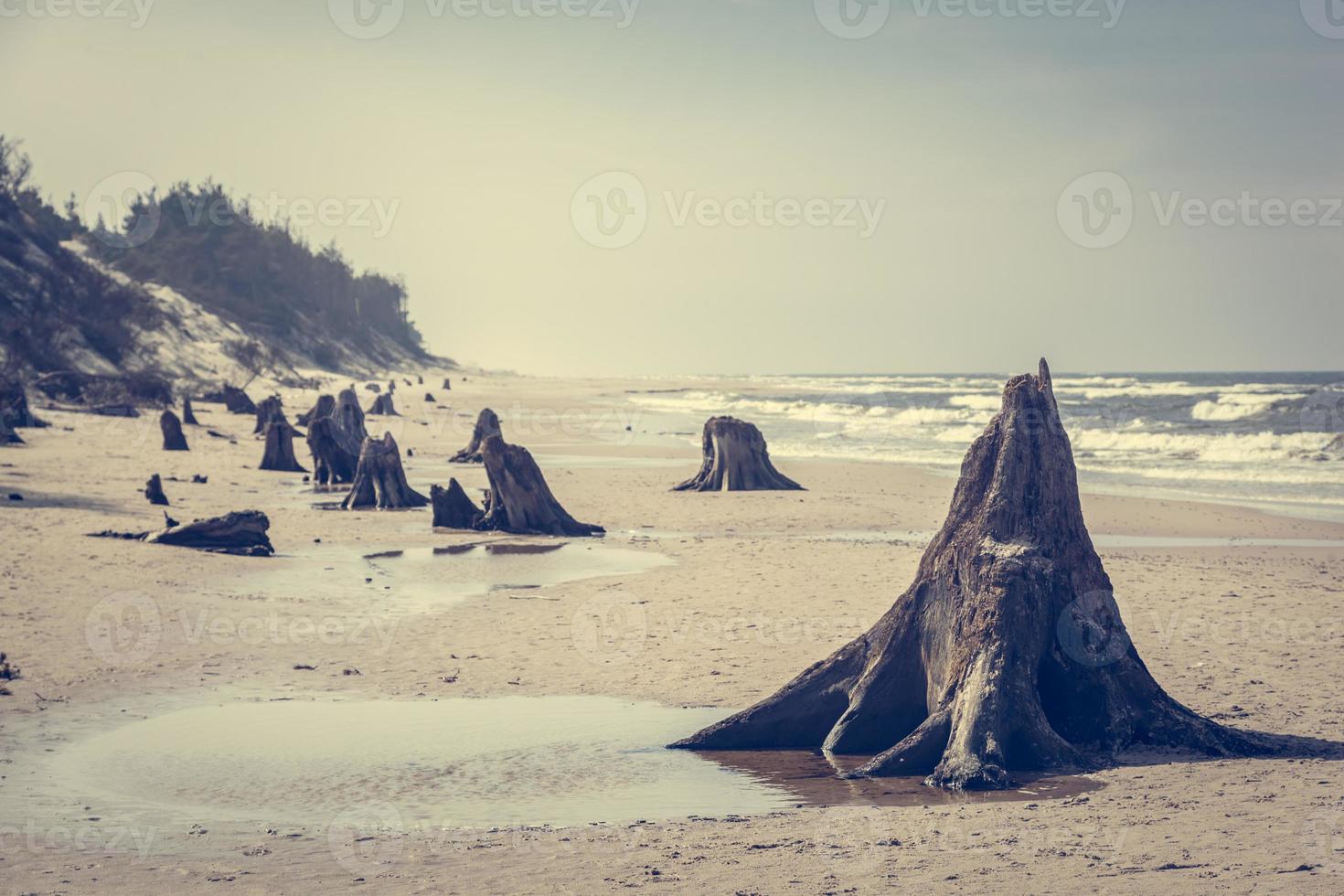 Troncos de árvore de 3000 anos na praia após a tempestade. parque nacional de slowinski, mar báltico, polônia foto