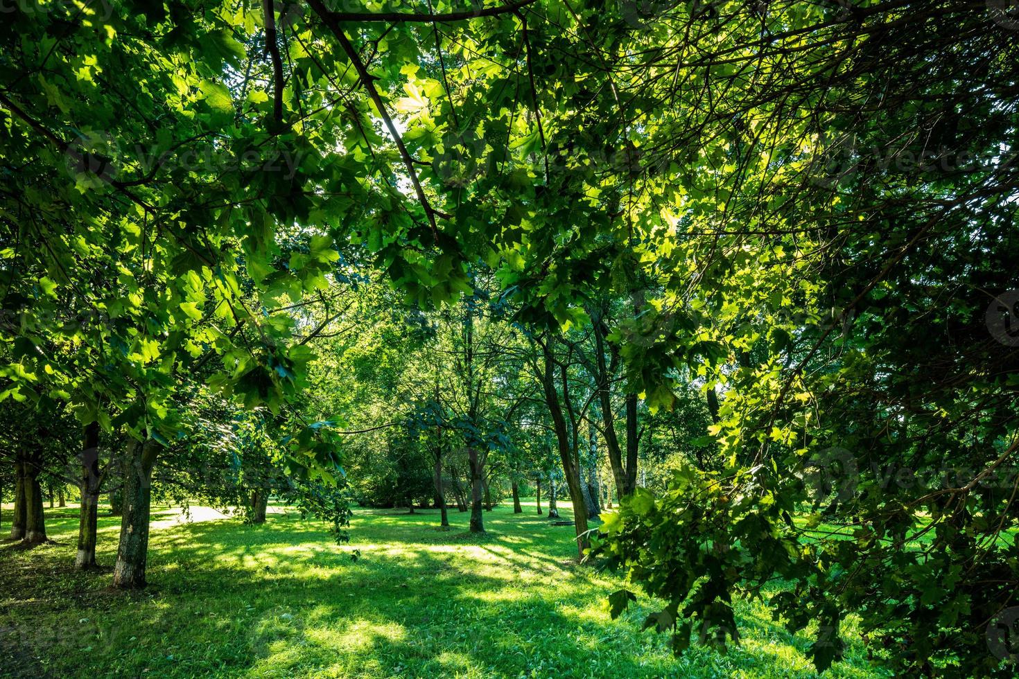 paisagem vívida do parque de verão verde foto