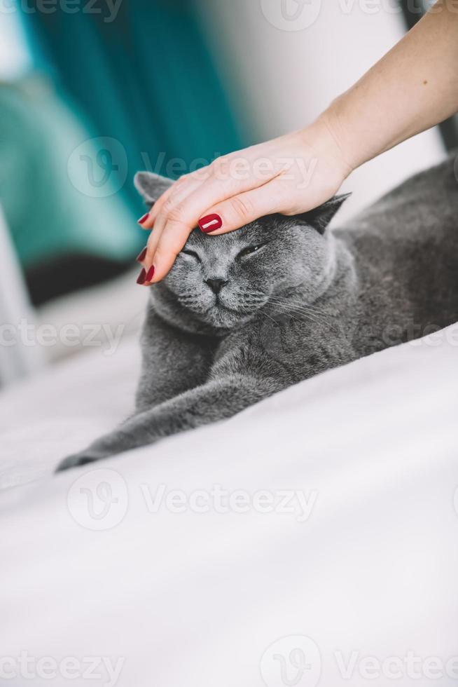 mão de mulher acariciando um gato cinza. foto