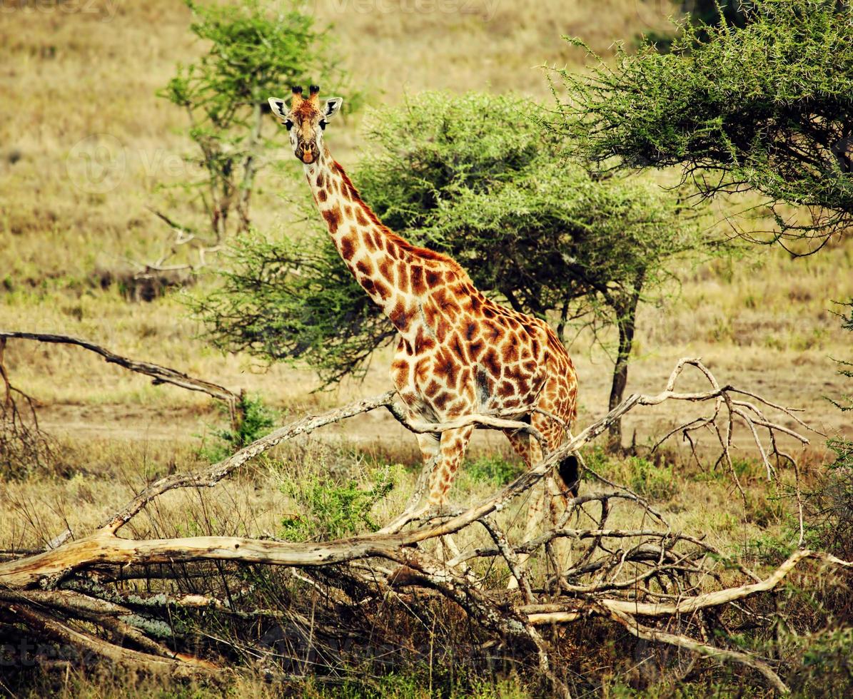 girafa na savana africana foto