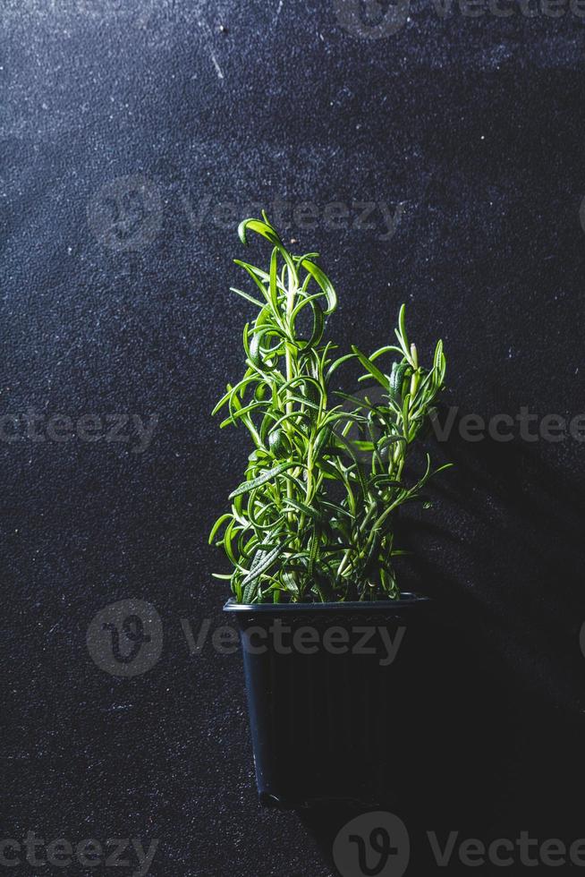 alecrim verde fresco em um vaso de flores preto foto