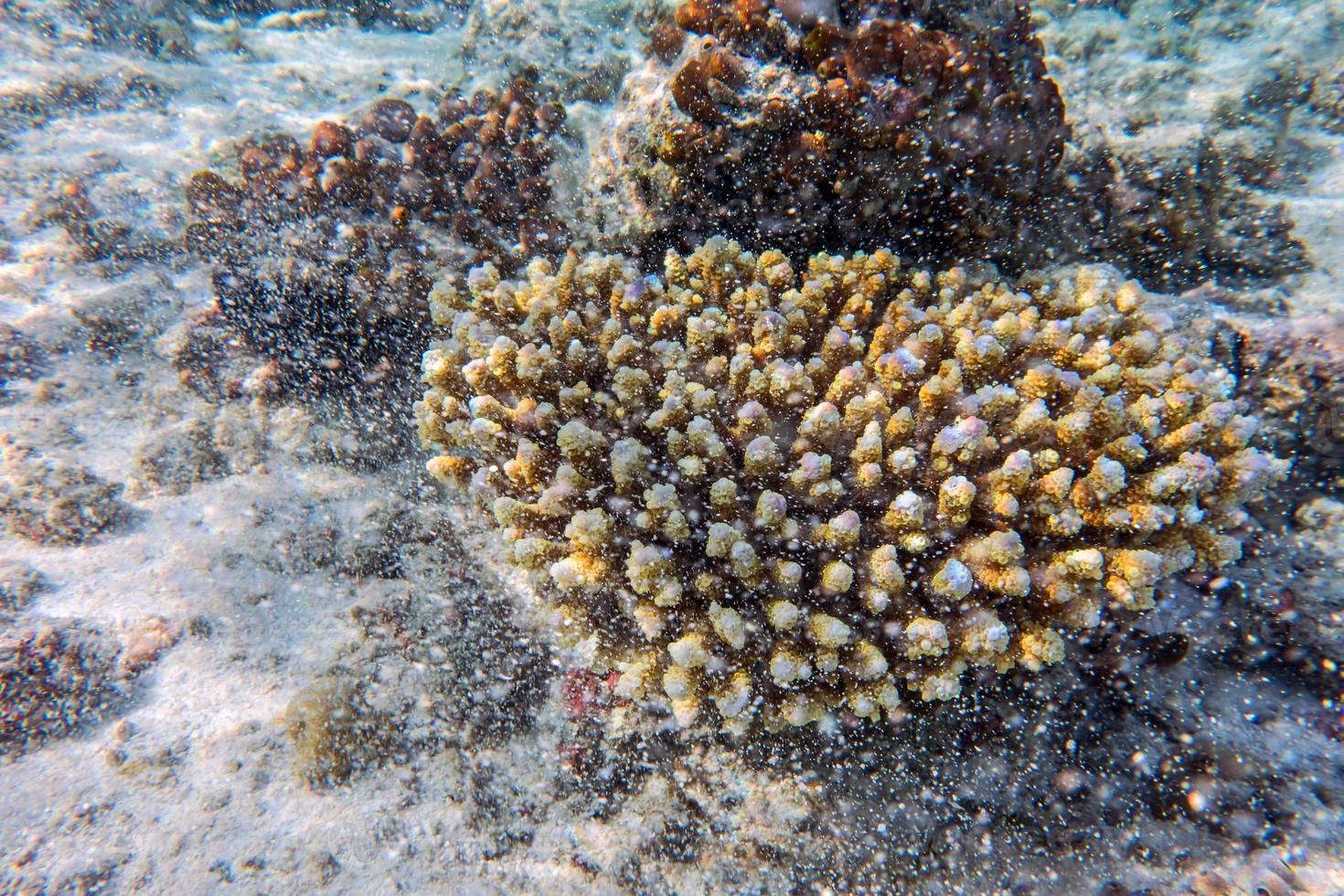 recife de coral subaquático no Oceano Índico, Maldivas. foto