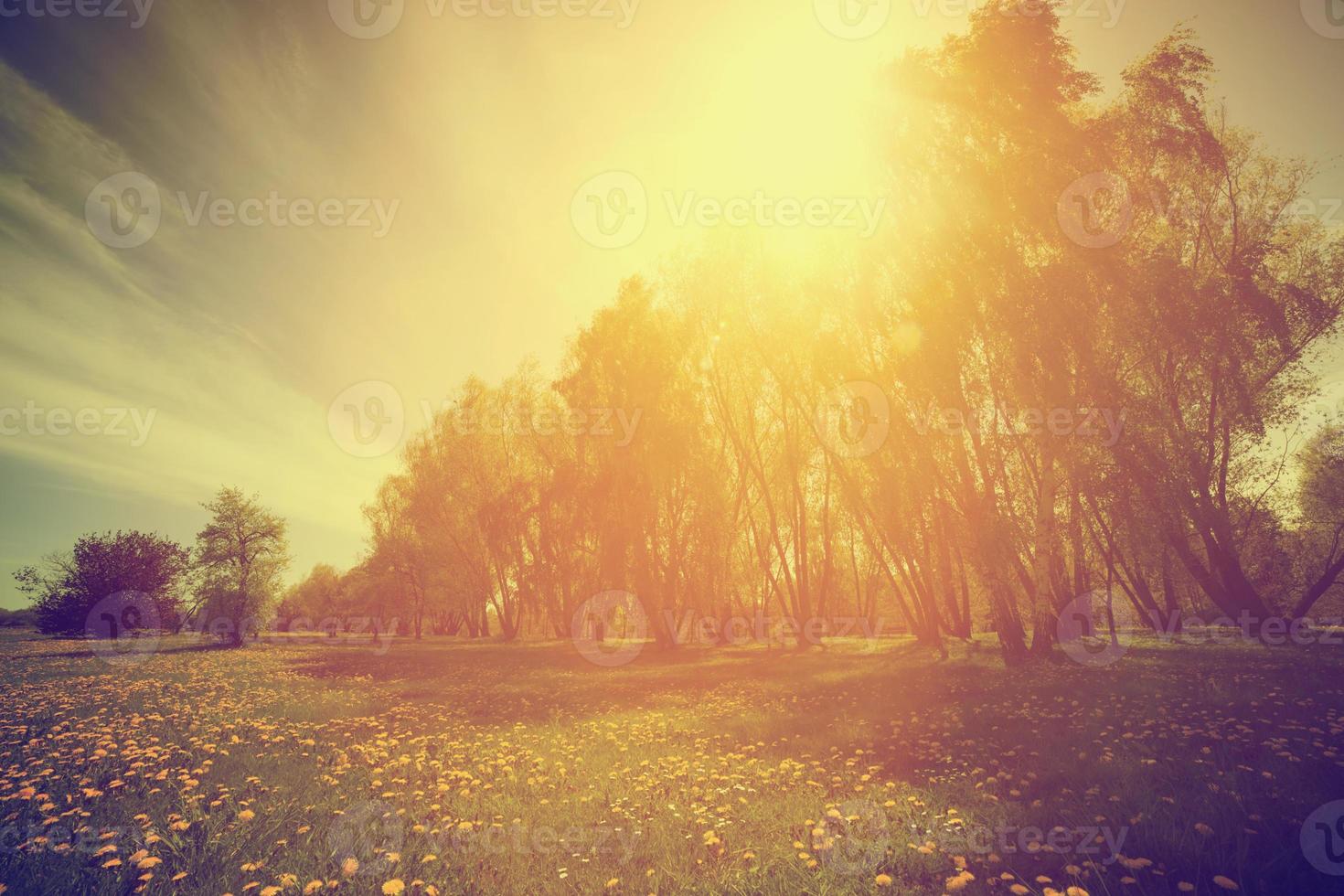 natureza vintage. parque ensolarado de primavera, árvores e dentes de leão foto