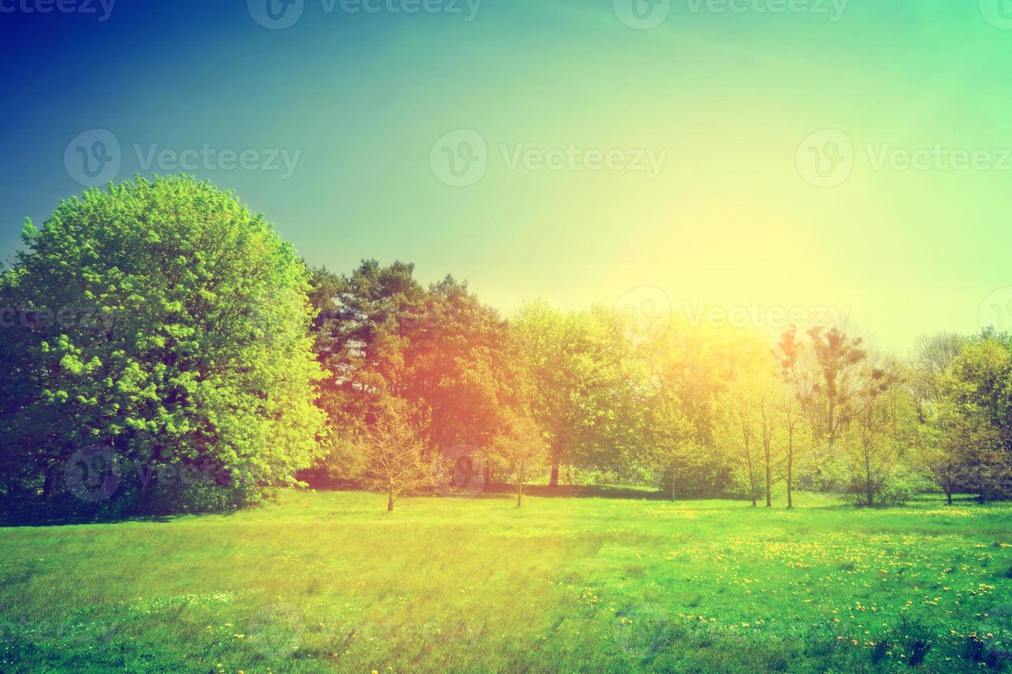 paisagem verde de verão ensolarado. vintage foto