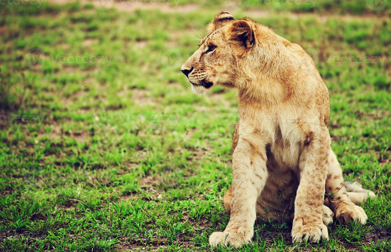 pequeno retrato de filhote de leão. Tanzânia, África foto