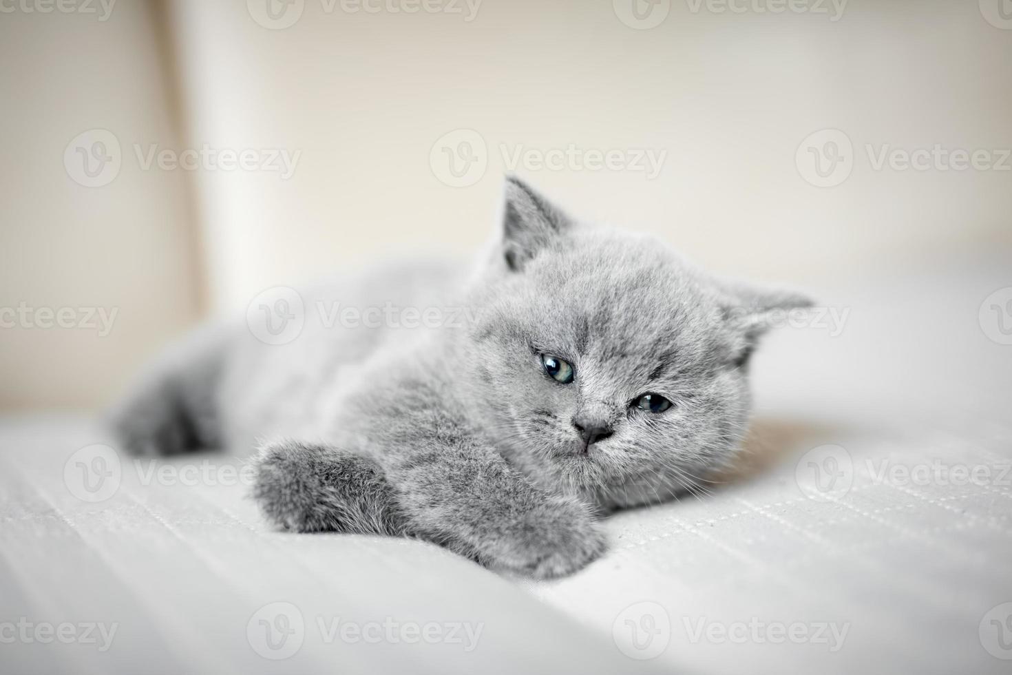 gatinho cinza peludo deitado preguiçosamente. foto