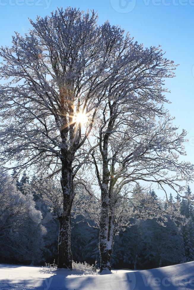 paisagem de inverno e árvores envoltas em neve foto