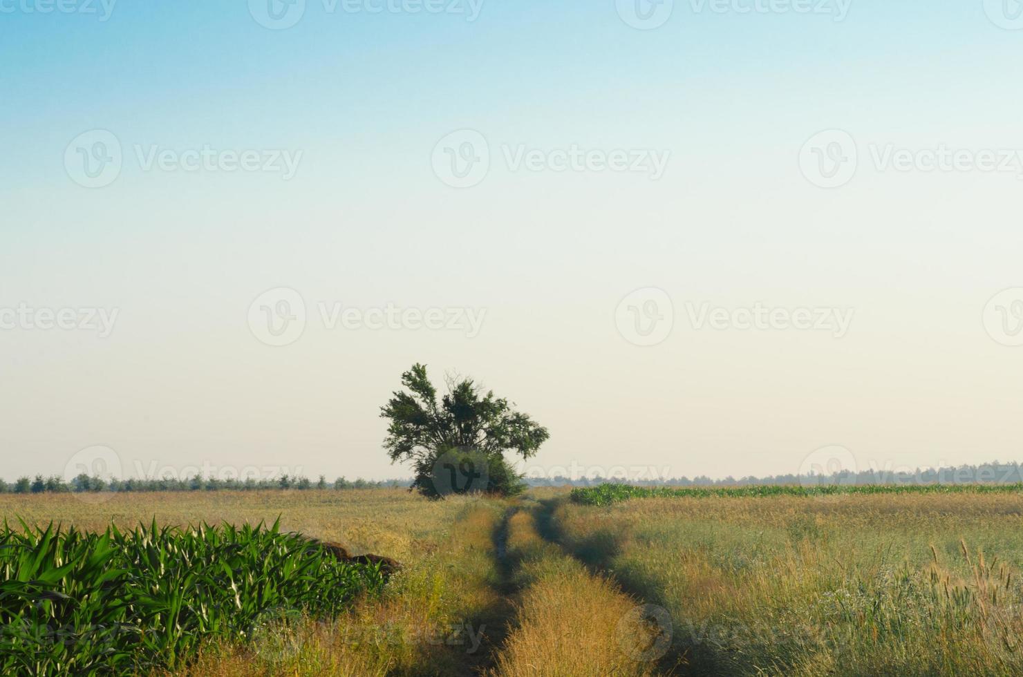 paisagem com estrada rural no verão foto