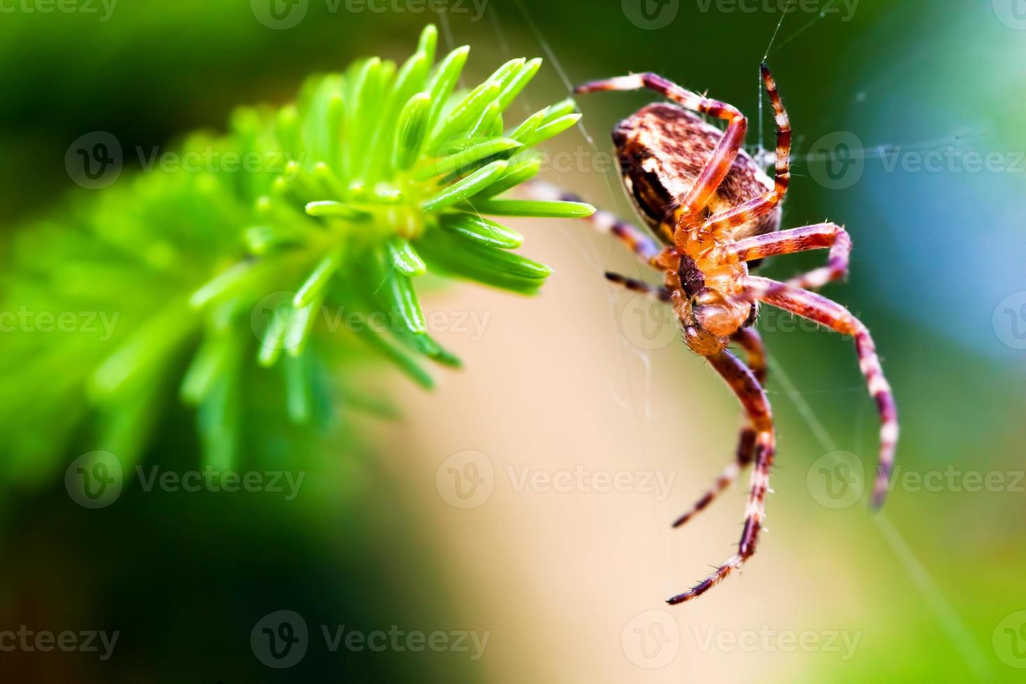 aranha de jardim europeia chamada aranha cruzada. espécie araneus diadematus foto