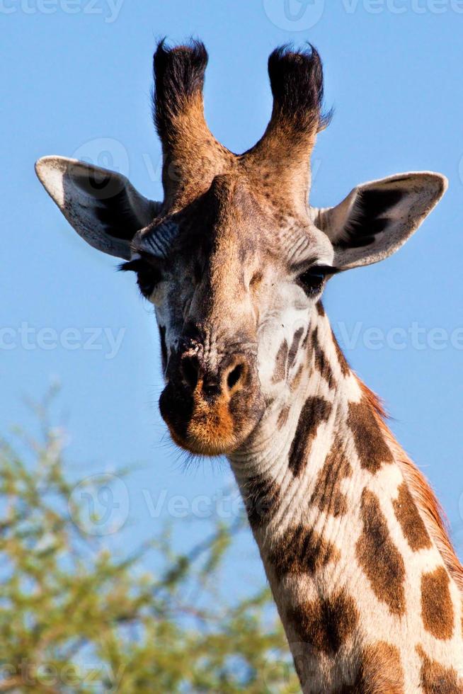 close-up de retrato de girafa. Safari em Serengeti, Tanzânia, África foto