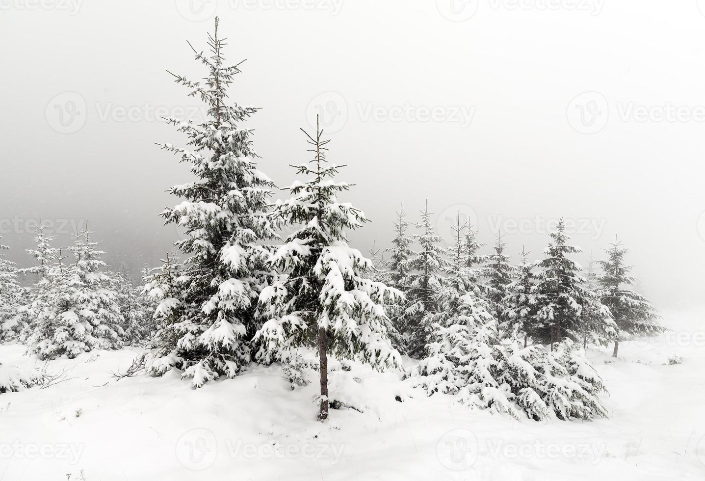 floresta nublada no inverno foto
