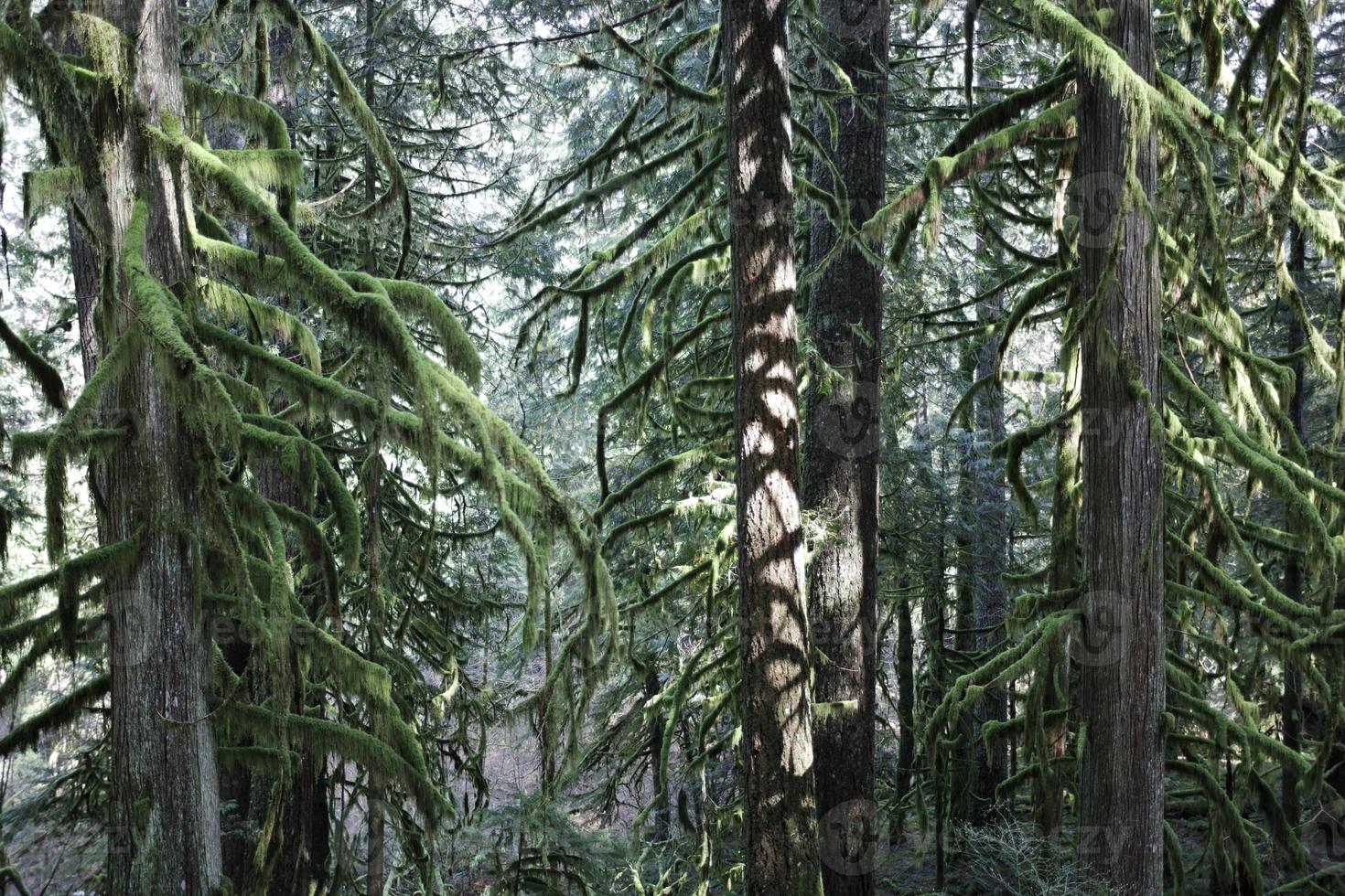 pinheiros na floresta foto
