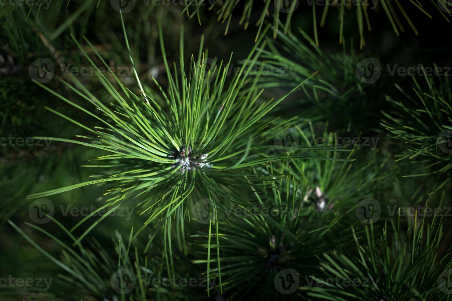 agulhas de pinheiro foto