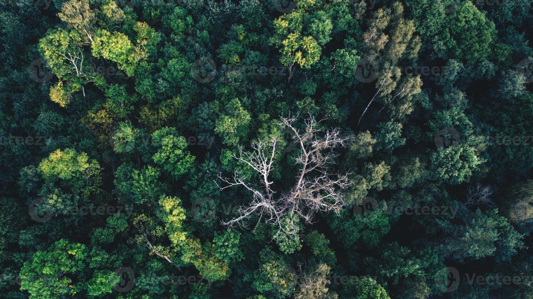 árvores verdes na floresta como visto de cima. foto