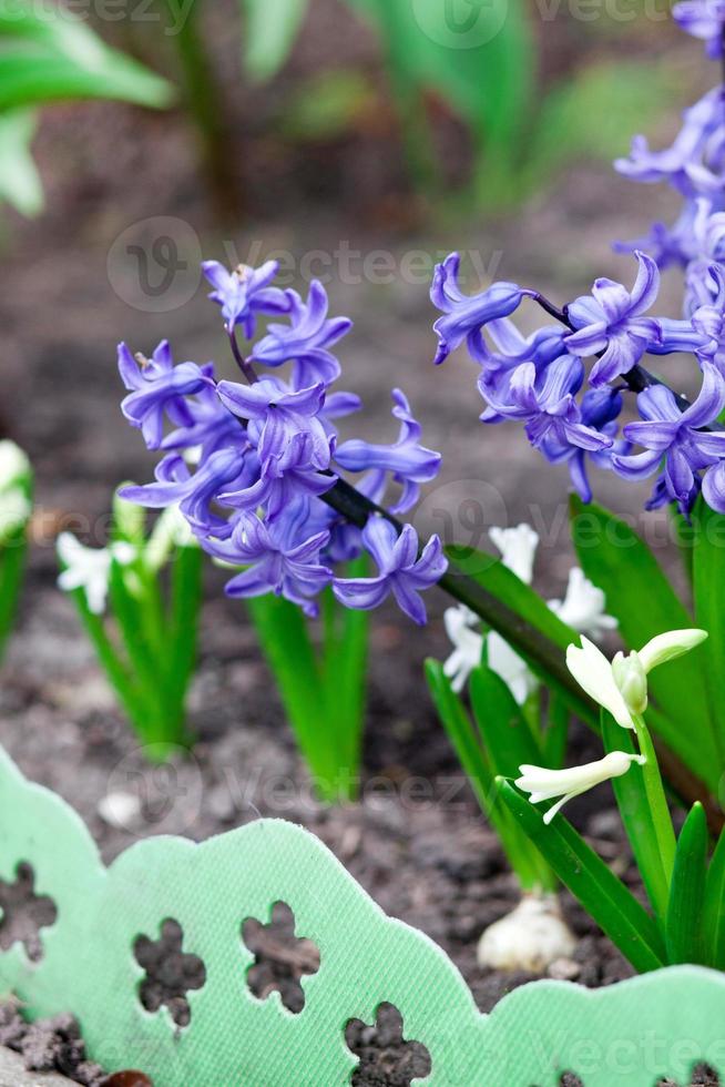 jacinto azul com pétalas macias e folhas verdes no canteiro de flores,  jacinto florescendo no jardim da primavera, flores azuis da primavera, foto  floral 7868650 Foto de stock no Vecteezy