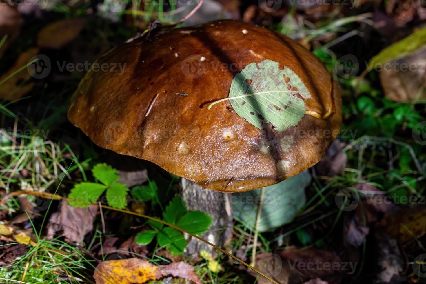 closeup de cogumelo boleto na floresta. foto