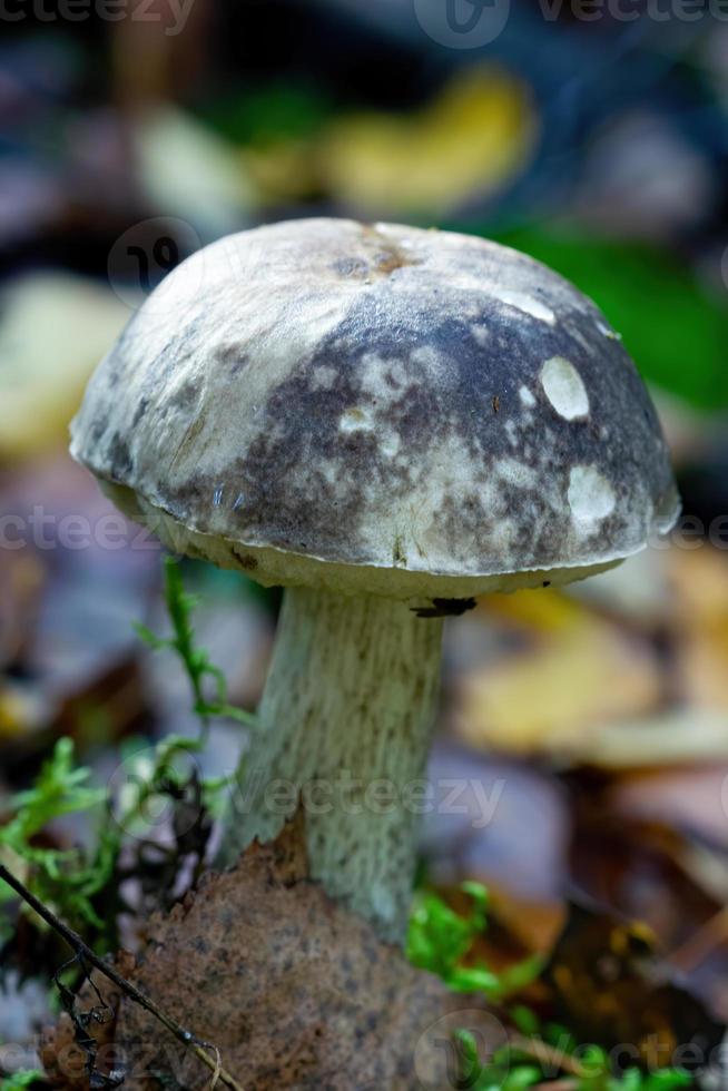 boleto de cogumelo comestível na floresta de outono. foto