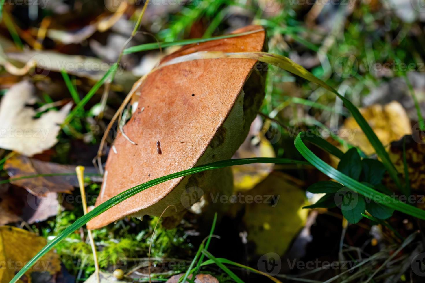 a forma incomum do cogumelo boleto na floresta. foto