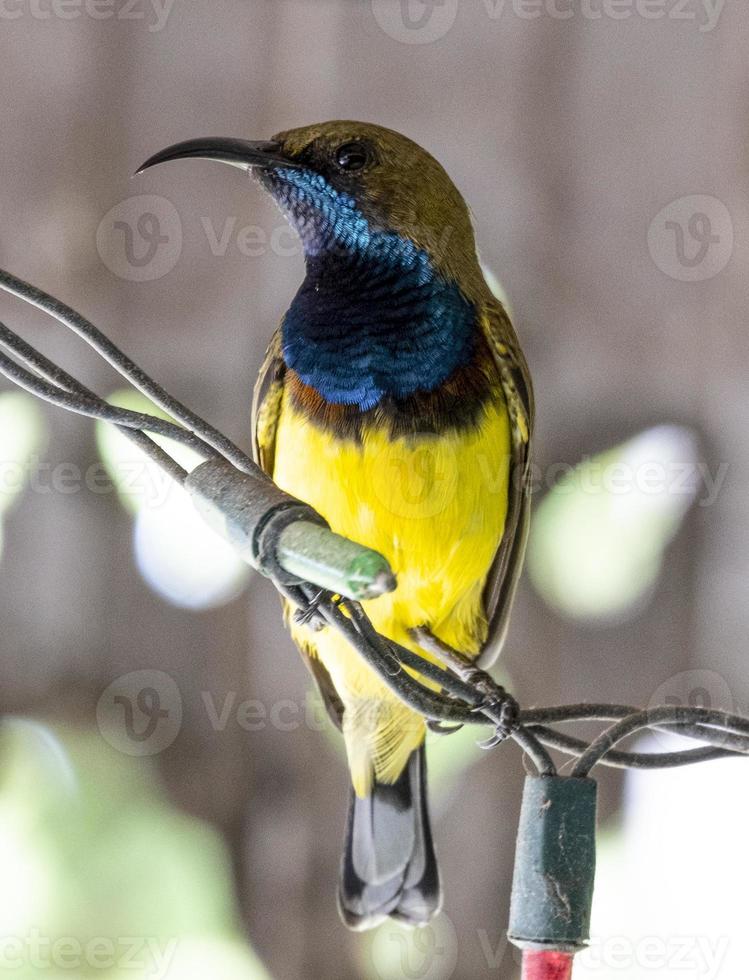 pequeno e bonito pássaro de sol apoiado em azeitona pendurado em linhas de luz de natal. casal de beleza pássaro minúsculo cor amarela e marrom no jardim. foto