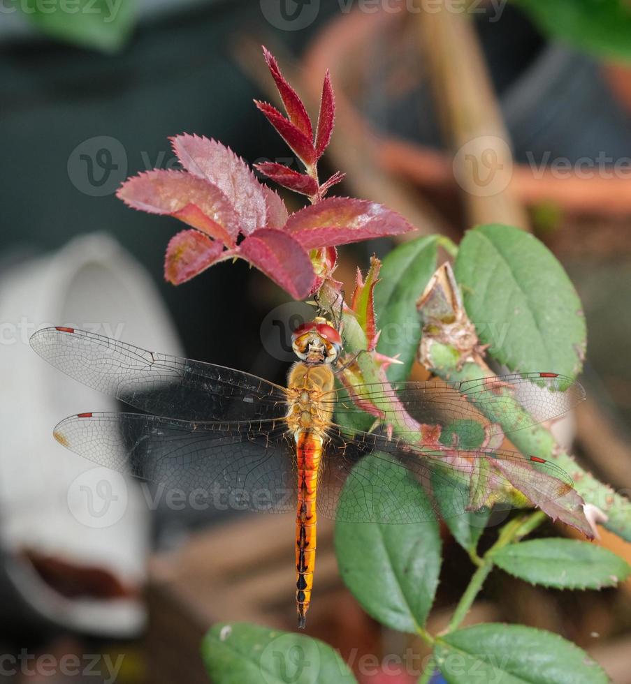 vista superior beleza macro libélula laranja corpo segurando no ramo rosa. animal vida selvagem inseto círculo cabeça no jardim foto