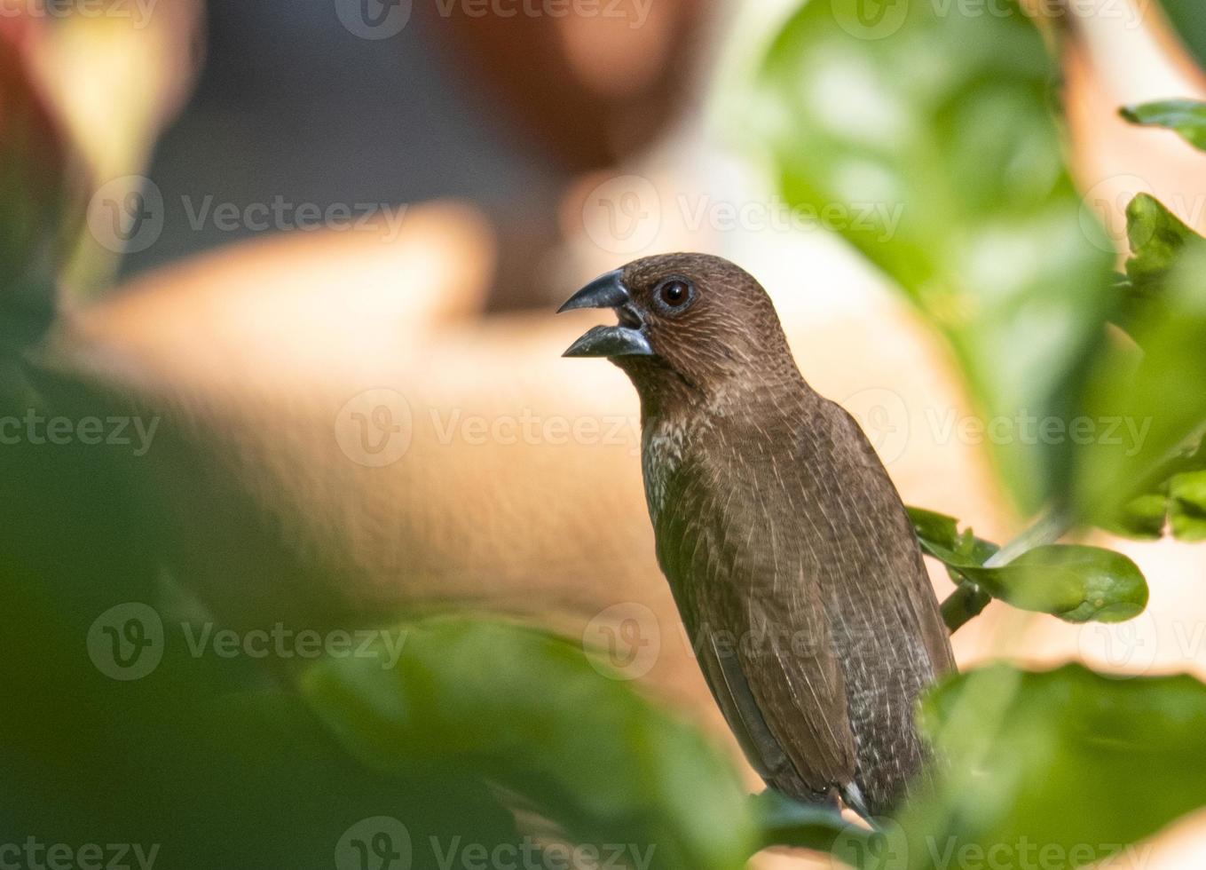 único branco munia pequeno pássaro cor marrom na floresta natural. asas de animais na vida selvagem foto