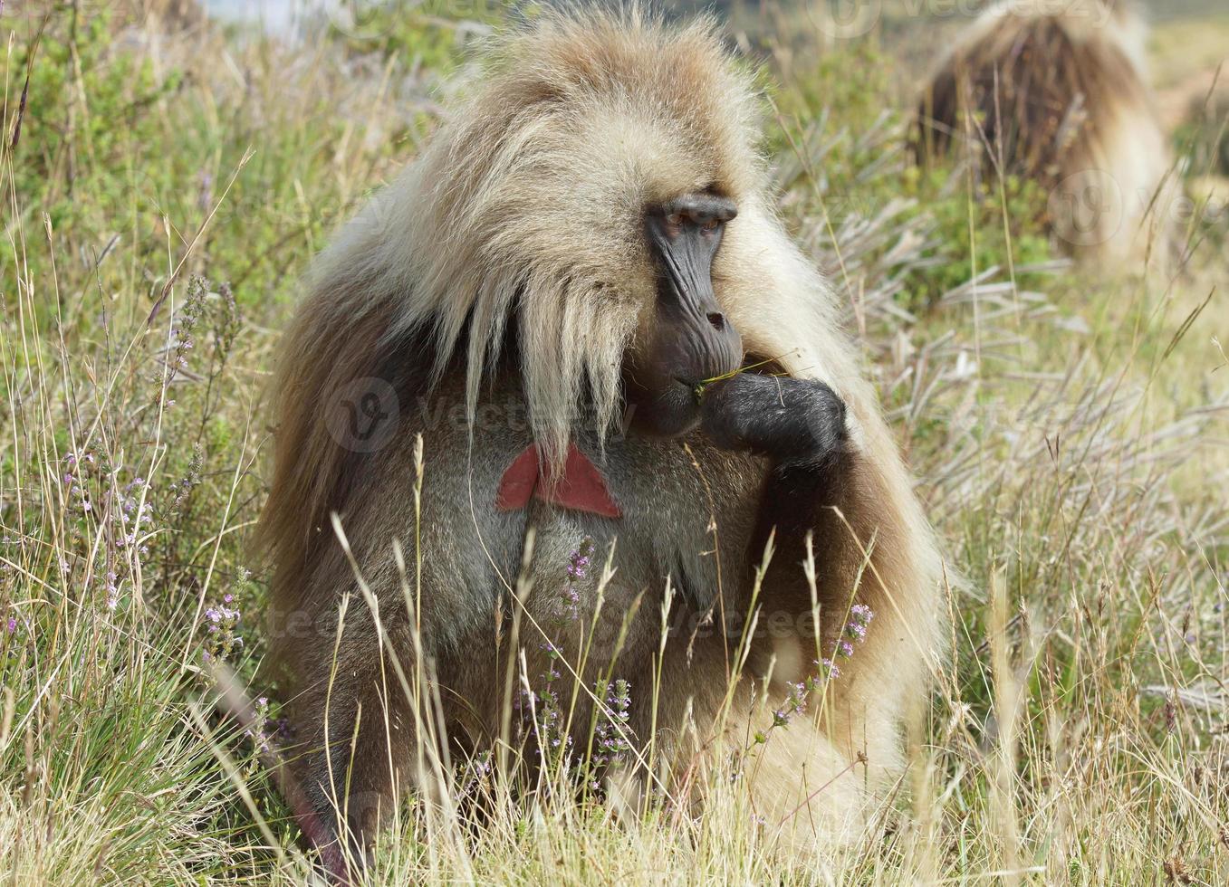 gelada, semien montanhas, etiópia, áfrica foto