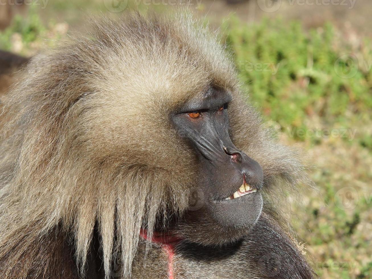 gelada, semien montanhas, etiópia, áfrica foto