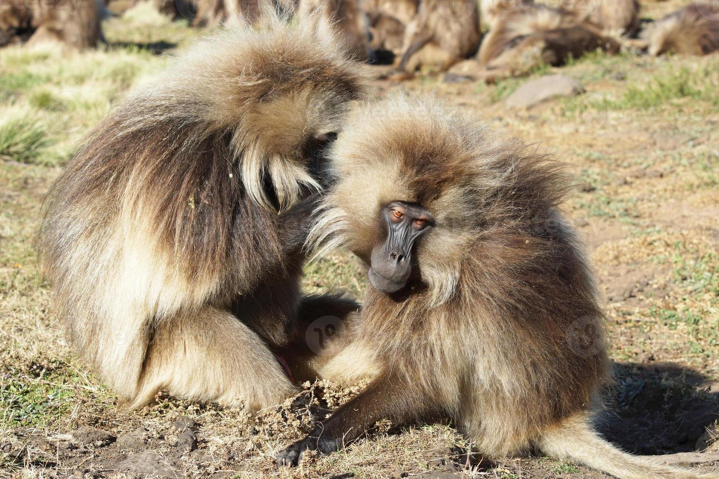 gelada, semien montanhas, etiópia, áfrica foto