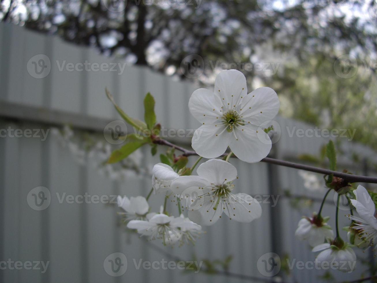 flores da primavera floresceram no jardim da aldeia foto