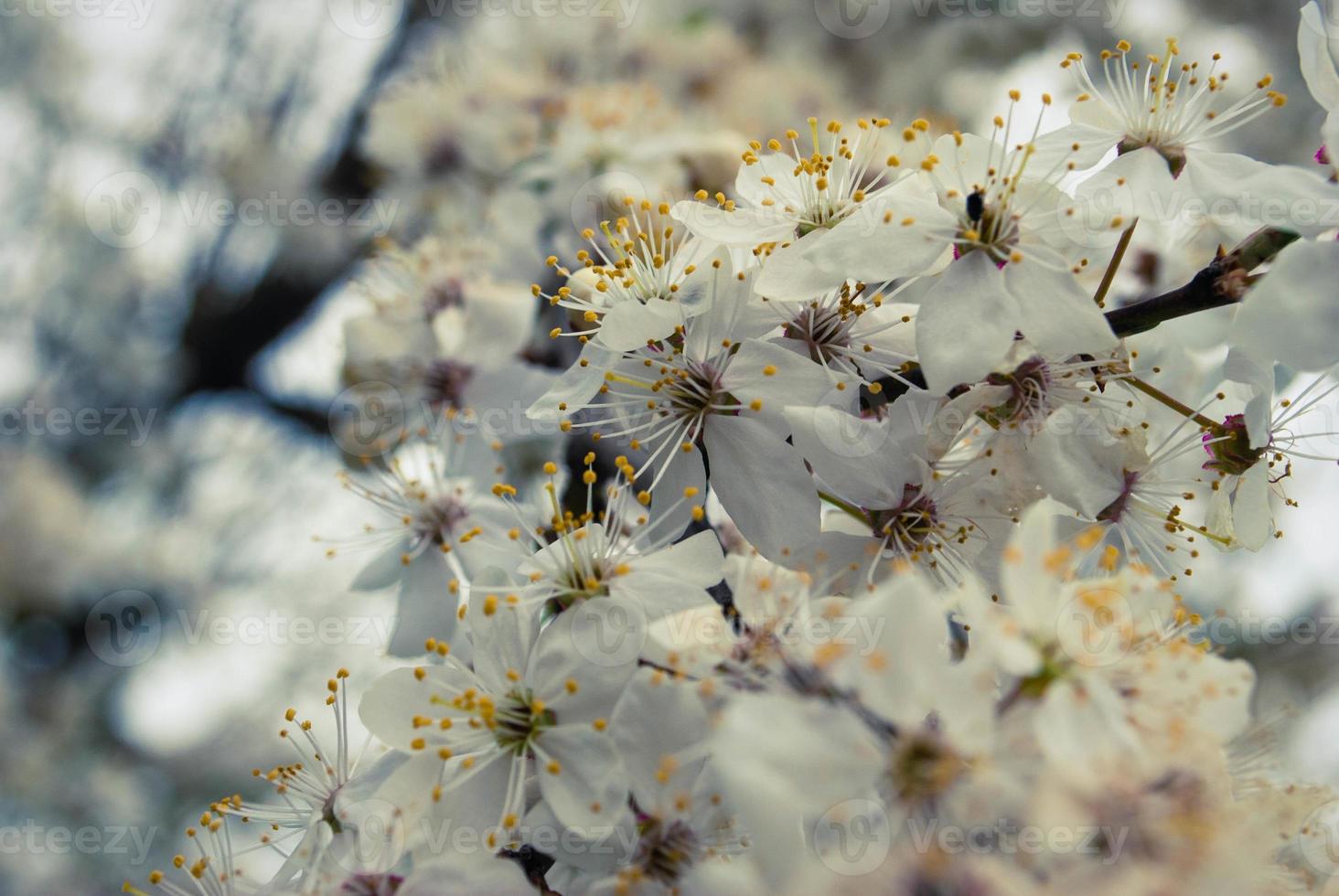 lindas flores de sakura, flor de cerejeira foto