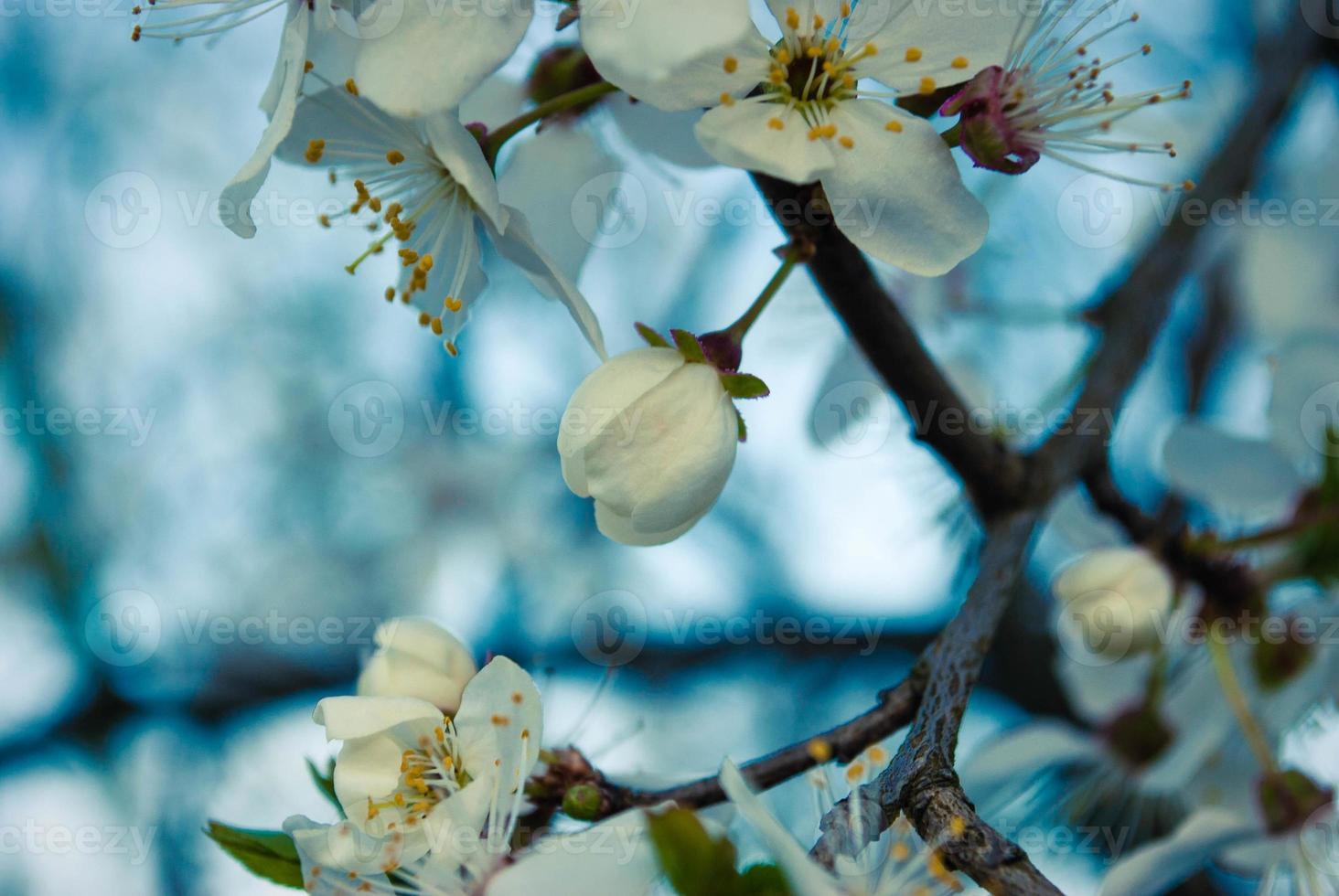 primavera fresca lindas flores da cerejeira. foto