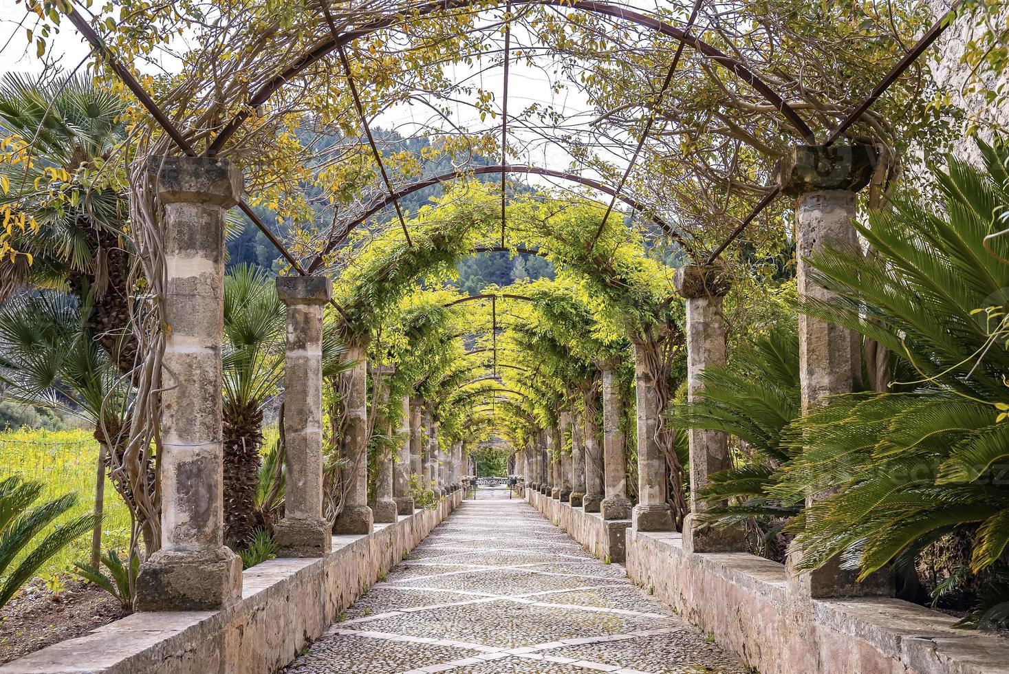 trepadeiras e plantas cobertas de pérgola entre árvores no parque histórico durante o verão foto
