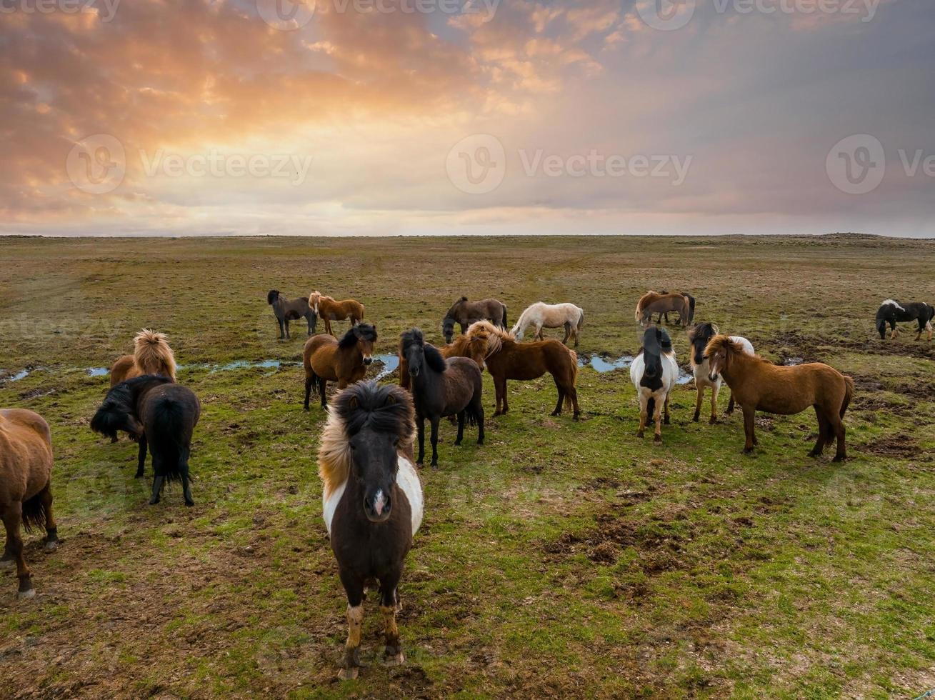 belos cavalos islandeses correndo no campo. foto